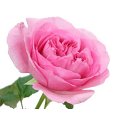 Rosa M-flower box